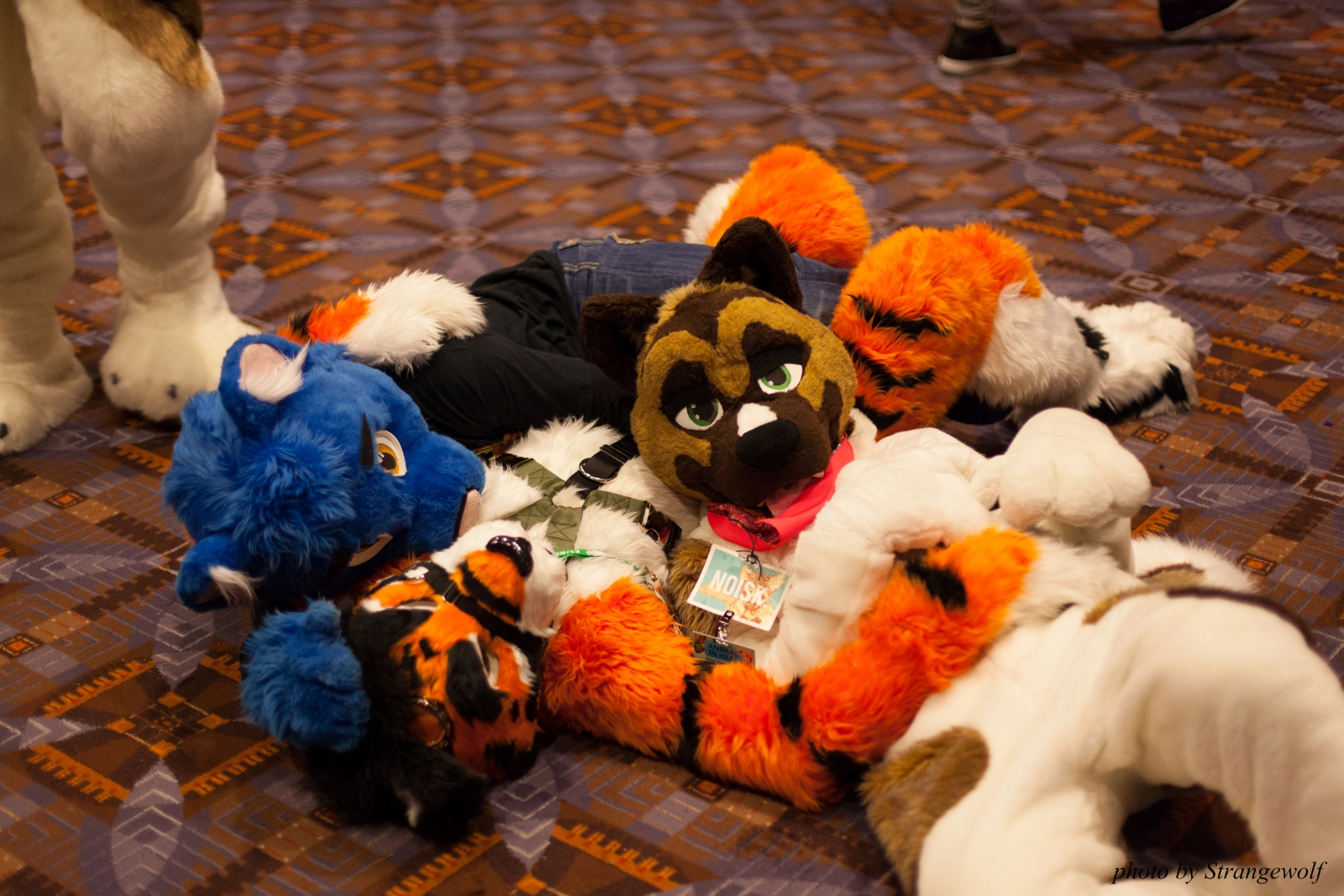 full image IMG_0822-lr16t.jpg