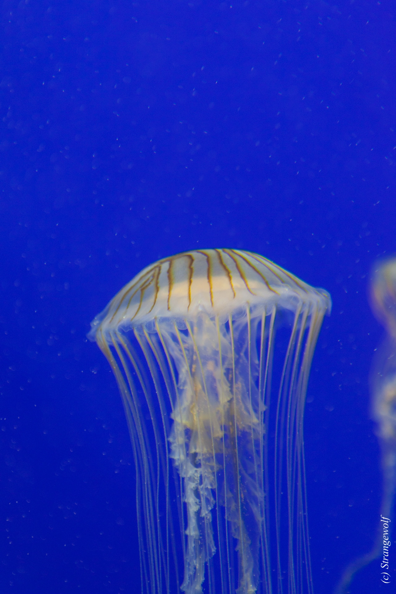 full image IMG_2180-lr19t.jpg