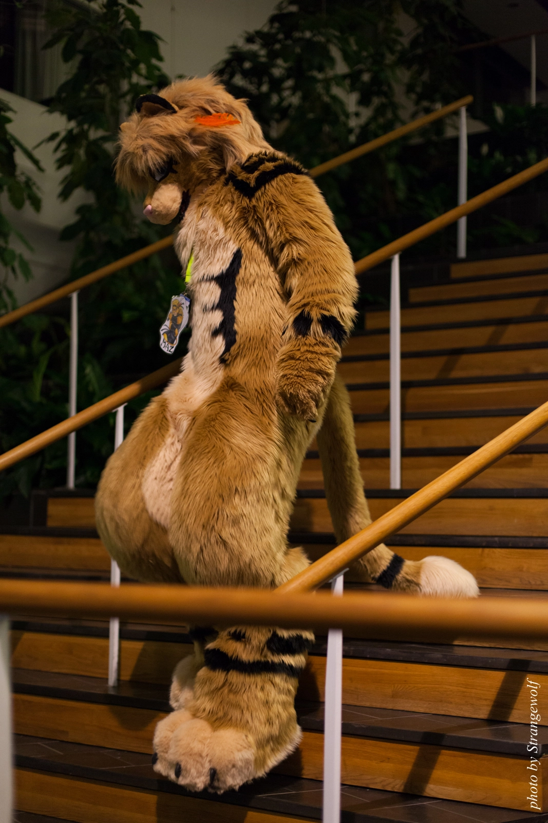 full image IMG_2519-lr16t.jpg