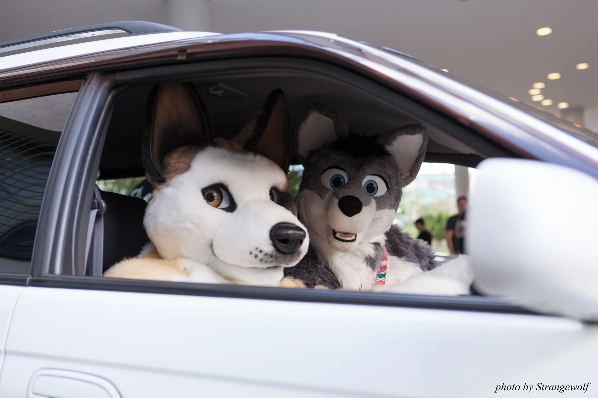 full image IMG_6822-lr19t.jpg